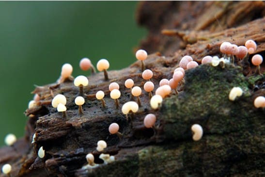 Ciri ciri protista mirip jamur