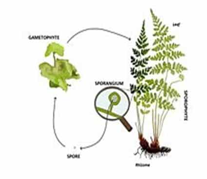 Daur hidup (disederhanakan) tumbuhan paku
