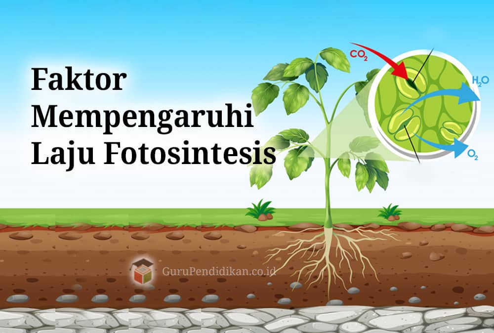 faktor mempengaruhi fotosintesis