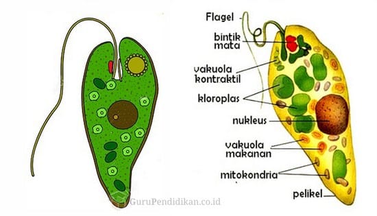 Flagellata (Mastigophora)