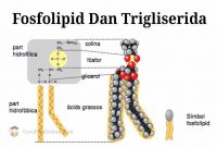 Fosfolipid-Dan-Trigliserida