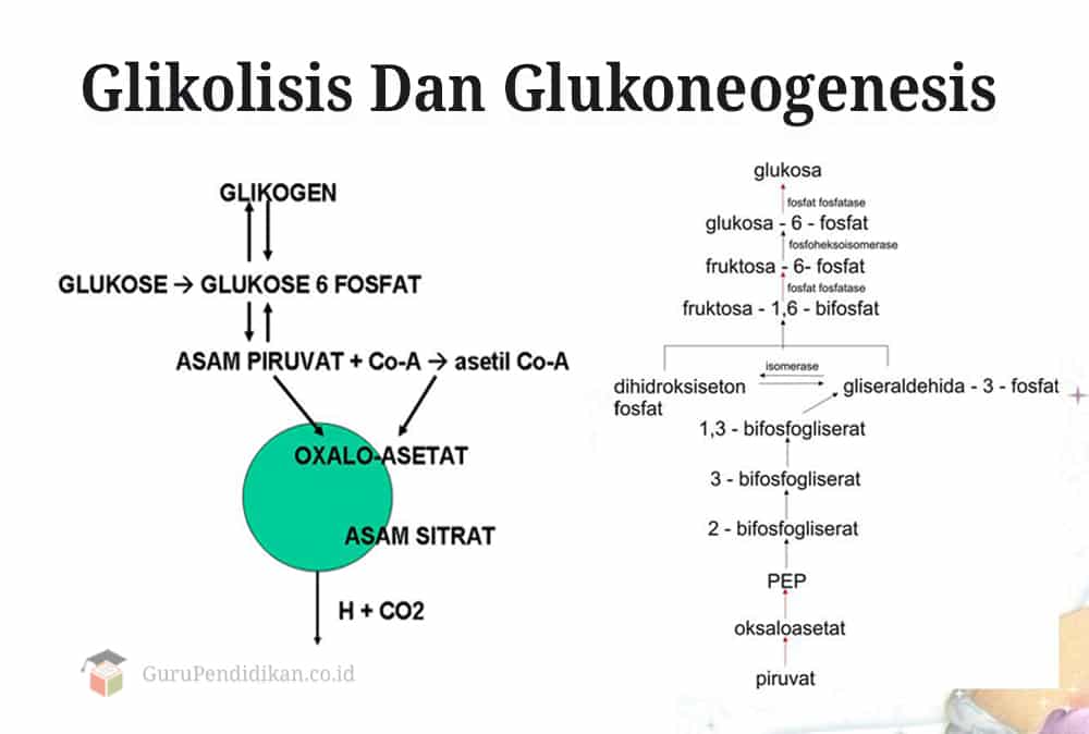 Senyawa-senyawa yang dihasilkan dalam glikolisis meliputi