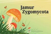 Jamur-Zygomycota