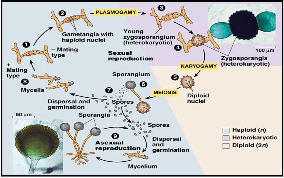 Karakteristik Jamur Zygomycota