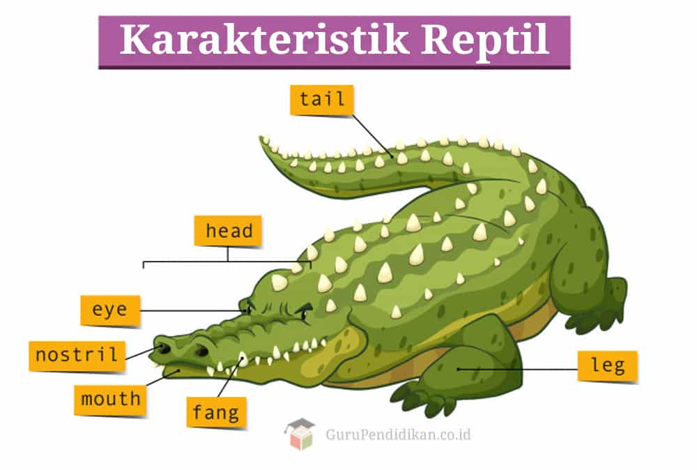 Karakteristik-Reptil
