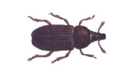 Kumbang hidung lebar (broad nosed-grain weevil)