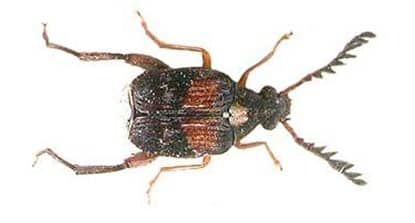Kumbang kacang-kacangan (bean beetle)