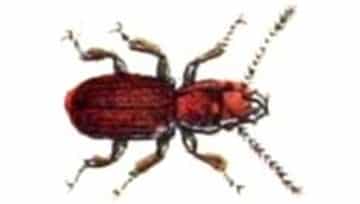 Kumbang padi karatan (rust red grain beetle)