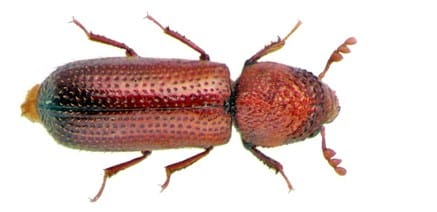 Kumbang penggerak gabah (laser grain borrer)