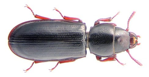 Kumbang tepung (Cadelle beetle)
