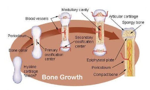 Mekanisme Pertumbuhan Tulang