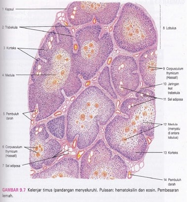 Mikroskopis Kelenjar Timus