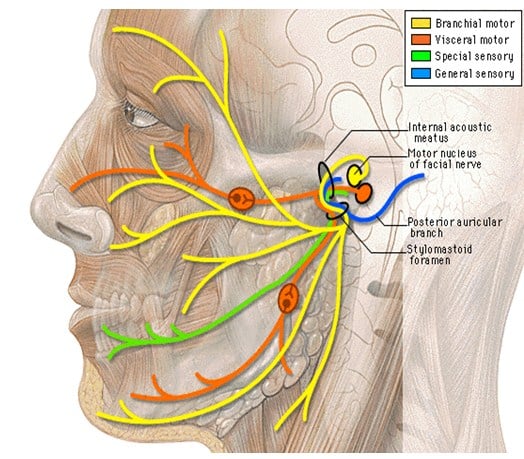 Nervus Facialis dan Intermedius (Saraf Otak VII)