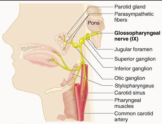 Nervus Glossopharyngeus (Saraf Otak IX)