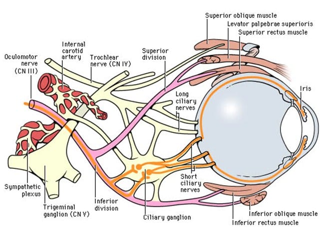 Nervus Oculomotorius (Saraf Otak III)