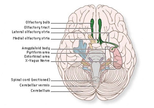 Nervus Olfactorius (Saraf Otak I)