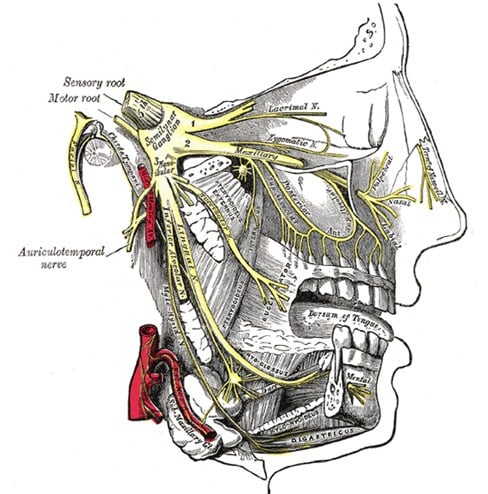 Nervus Trigeminus (Saraf Otak V)