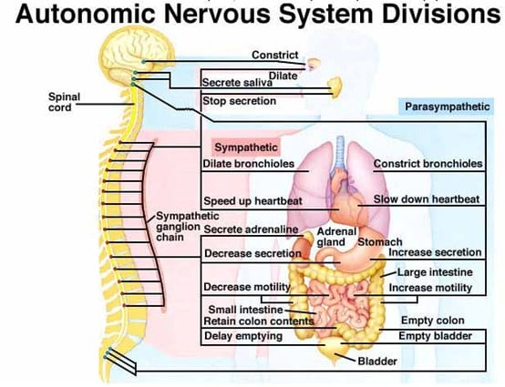 Nervus Vagus (Saraf Otak X)