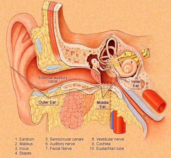 Nervus Vestibulocochlearis (Saraf Otak VIII)