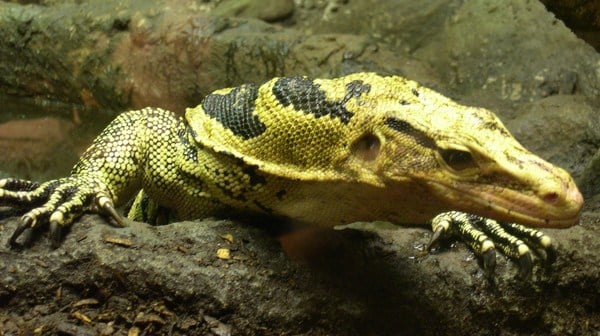 Tidak termasuk reptil di reptil bawah yang bernapas hewan ini menggunakan adalah hewan paru-paru Hewan Reptil