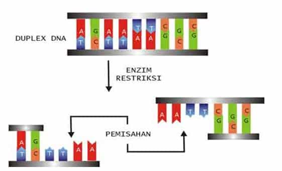 Pemisahan DNA oleh enzim restriksi