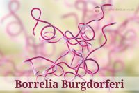 Pengertian-Borrelia-Burgdorferi