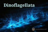 Pengertian-Dinoflagellata