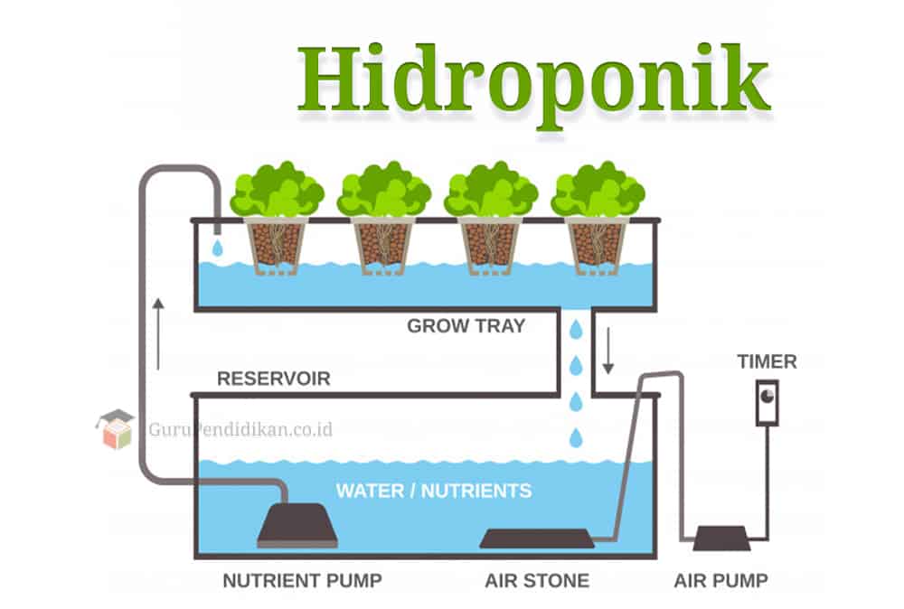 Kelebihan menanam secara hidroponik