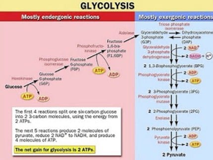 Proses Glikolisis