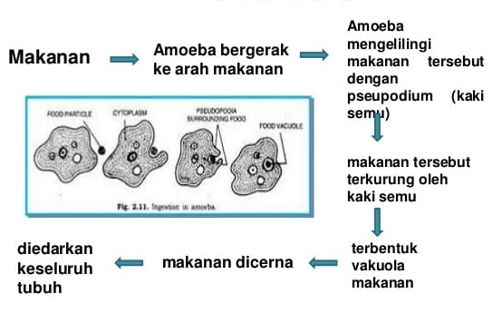 Proses Pencernaan Protozoa