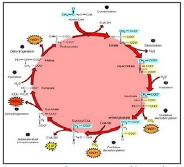 Proses Siklus Krebs