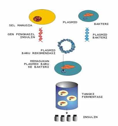 Proses produksi insulin manusia dengan rekayasa genetika
