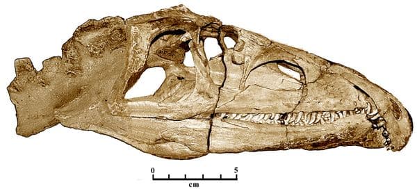 Proterosuchus