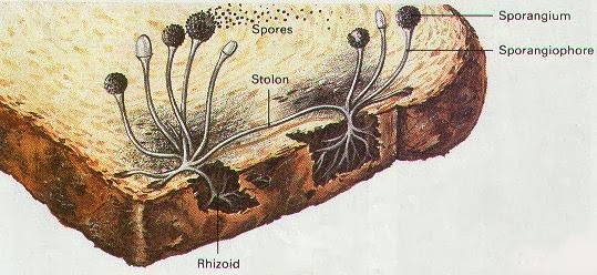 Rhizopus sp
