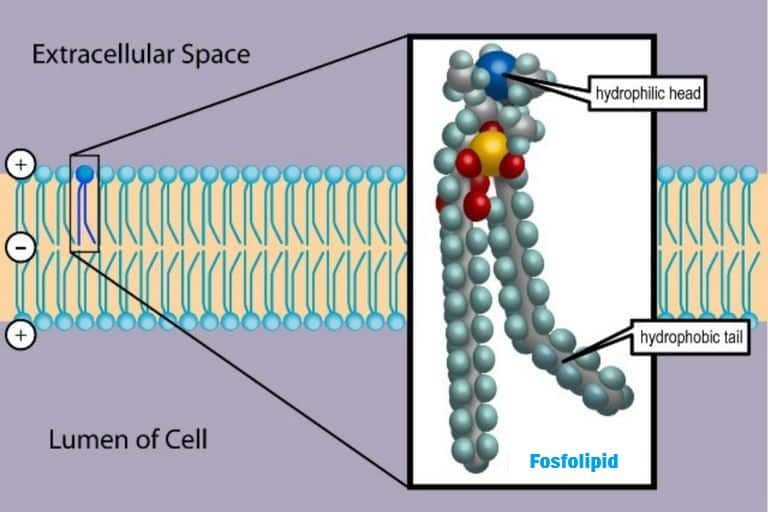 Struktur Fosfolipid