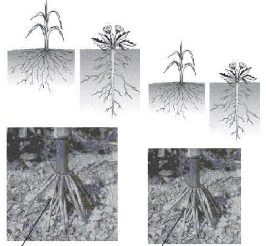 Struktur dan Jaringan akar