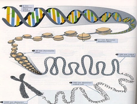 Struktur kromosom
