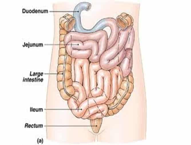 Jenis otot yang terdapat pada usus halus dan usus besar adalah otot