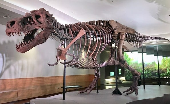 Tyranosaurus rex
