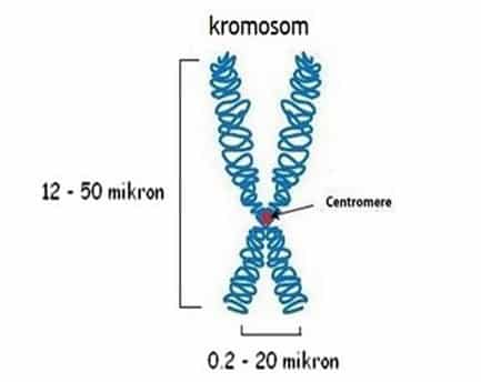 Ukuran Dan Bentuk kromosom