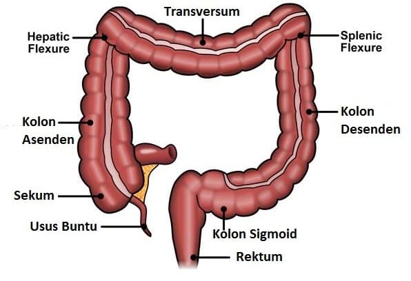 Manusia utama halus menjadi pada dibagi bagian usus tiga Anatomi dan
