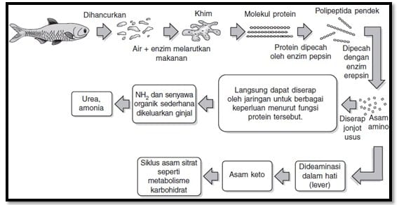 hidrolisis protein