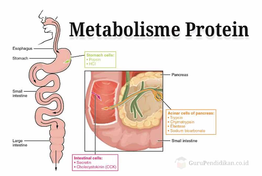 metabolisme-protein