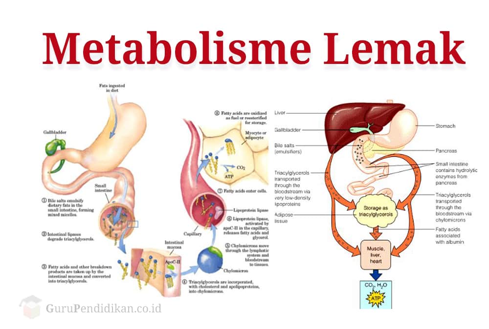 penegertian-metabolisme-lemak