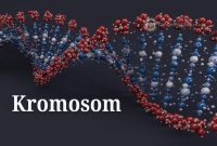 pengertian-kromosom