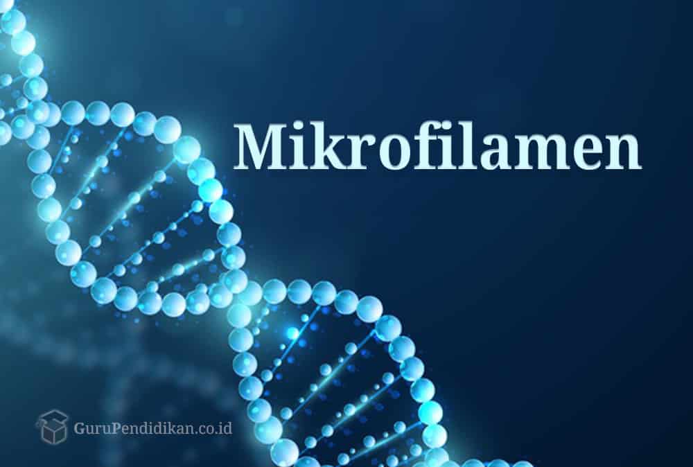 pengertian-mikrofilamen