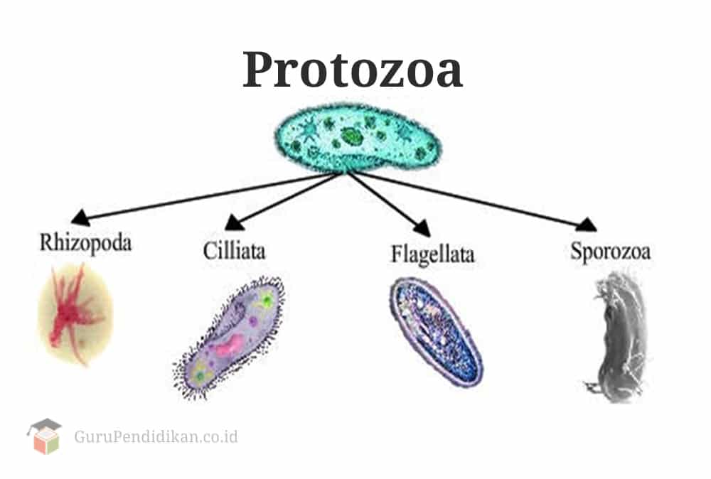 Perbedaan organisme dalam kelas ciliata dengan kelas rhizopoda adalah pada ciliata