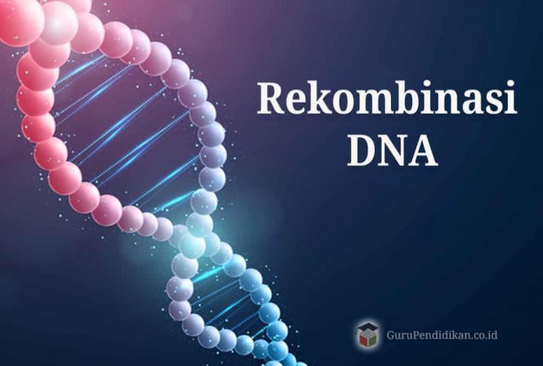 Rekombinasi DNA : Pengertian, Tahapan, Prinsip, Proses & Fungsi