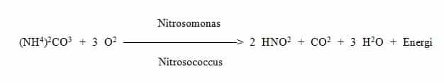 Bakteri Nitrosomonas dan Nitrosococcus