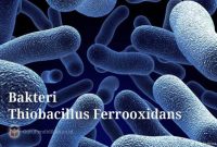 Bakteri-Thiobacillus-Ferrooxidans